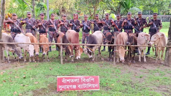 বাঁশতলা সীমান্ত এলাকা থেকে ১২ ভারতীয় গরু আটক