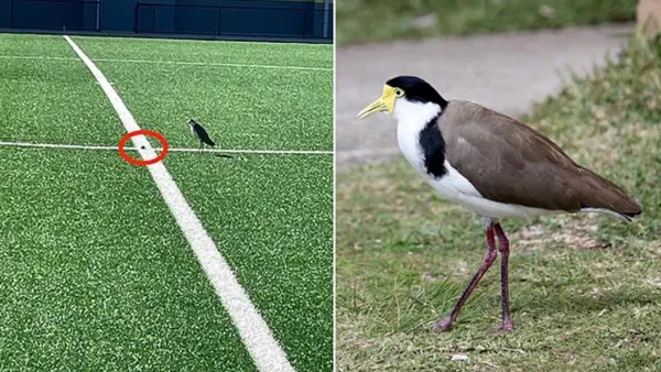 মাঠে ডিম পাড়ল পাখি, ১ মাসের জন্য খেলা বন্ধ