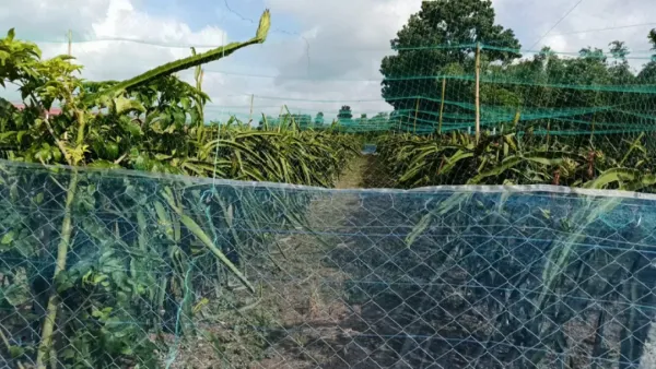 কোটচাঁদপুরে বিদ্যুতের তারে জড়িয়ে গরুসহ কৃষকের মৃত্যু