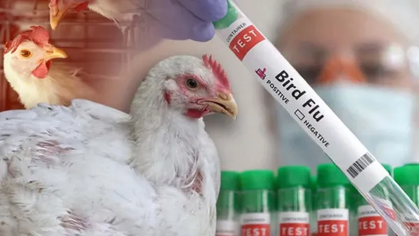 দেশে ৪ শিশুর শরীরে ‘বার্ড ফ্লু’ শনাক্ত
