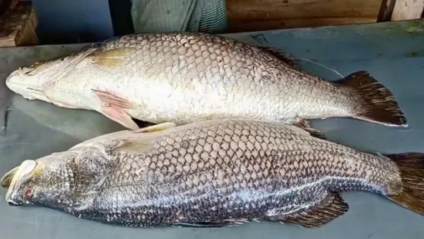 ৪৪ কেজির দুই কোরাল ৬৬ হাজারে বিক্রি