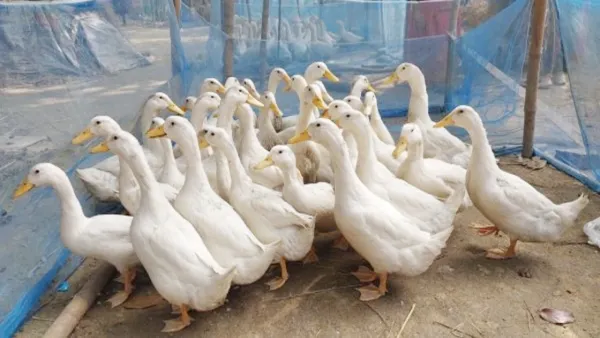 হাঁসের খামারে বিদ্যুৎস্পর্শে নারীর মৃত্যু