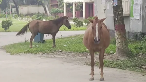 বোয়ালমারীতে পাগলা ঘোড়ার কামড়ে আহত ১০