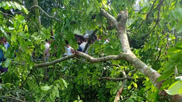 পাটগ্রামে গাছ কাটতে গিয়ে রিকশাচালকের মৃত্যু
