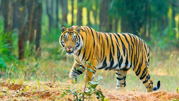    সুন্দরবনে নৌকা থেকে জেলেকে টেনে নিয়ে গেল বাঘ 