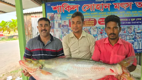 পদ্মায় ধরা পড়ল লাখ টাকার ঢাঁই মাছ 