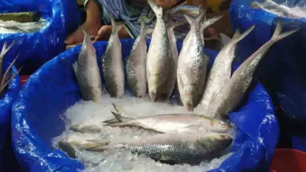 দাম বাড়ায় মধ্যবিত্তের নাগালের বাইরে ইলিশ