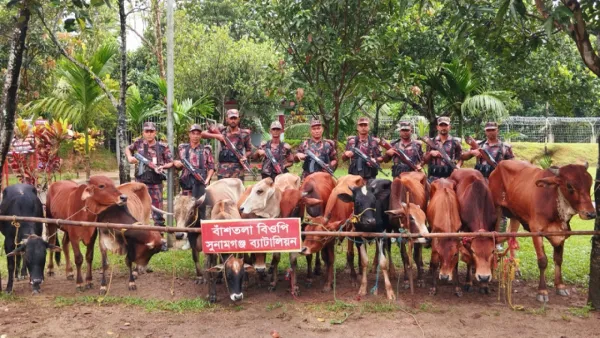 বাঁশতলা সীমান্ত থেকে ১৪টি ভারতীয় গরু আটক