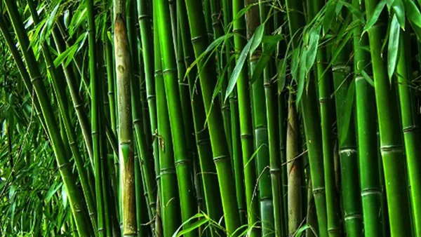 বিশ্ব বাঁশ দিবস আজ