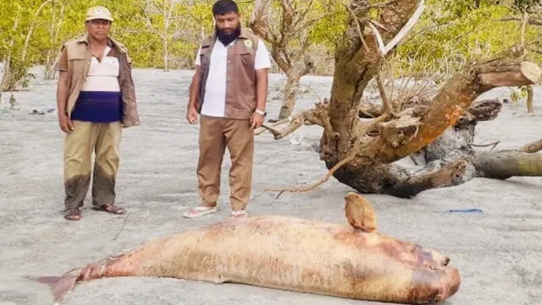 কুয়াকাটা সৈকতে আবারও ভেসে এল মৃত ডলফিন