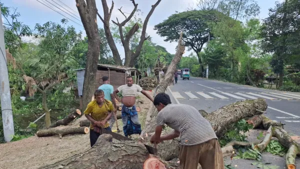 রাজশাহী ওয়াসার পাইপলাইনের জন্য কাটা হচ্ছে গাছ