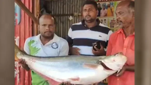 পদ্মার সাড়ে ১৪ কেজির ‘ঢাই’, ৫০ হাজার টাকায় বিক্রি