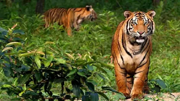 বিশ্ব প্রাণী দিবস আজ