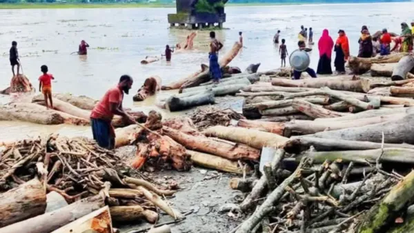 ভুটান ও ভারত থেকে বাংলাদেশে ভেসে আসছে অসংখ্য গাছের গুড়ি