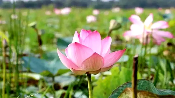 বাহারি রঙে বুড়িচংয়ে ছয়গ্রাম পদ্মবিল