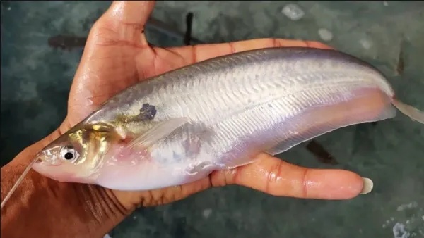 বেনাপোল স্থলবন্দর দিয়ে ভারতে রপ্তানি বেড়েছে পাবদা মাছের