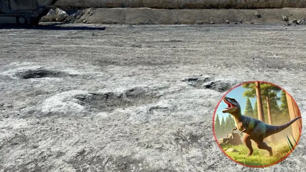  ১৬ কোটি বছর আগের  ডাইনোসরের পায়ের ছাপের সন্ধান মিললো