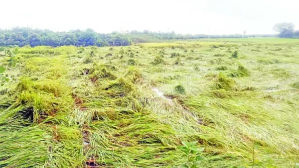 ধান ও সবজির ব্যাপক ক্ষতির আশঙ্কা 
