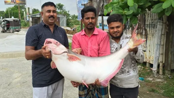 পদ্মার এক পাঙাশ ৭৩ হাজার টাকায় বিক্রি