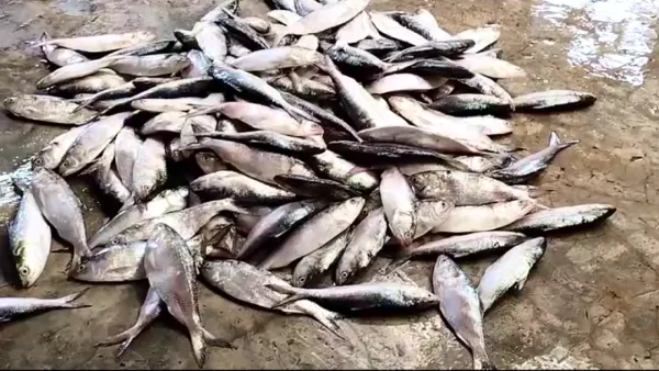 যাত্রীবাহী বাস থেকে ৩৫ মণ জাটকা ইলিশ জব্দ