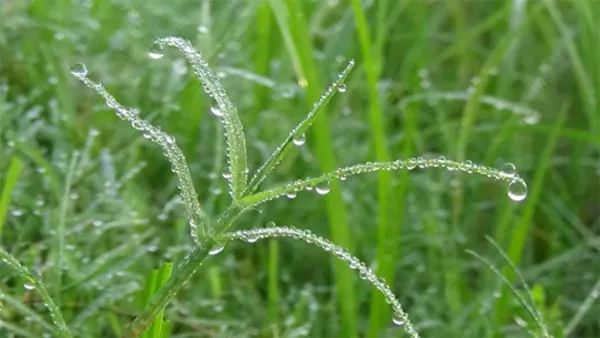 আগাম শীত ও তীব্র শৈত্যপ্রবাহের পূর্বাভাস