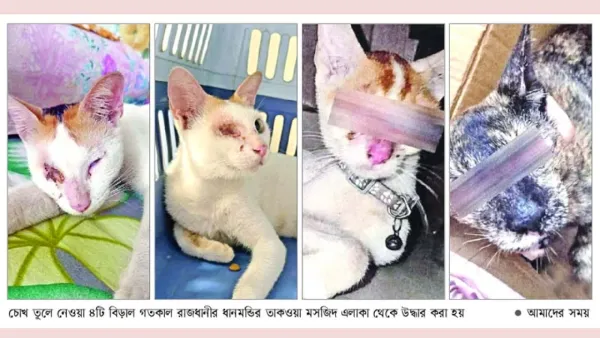 বিড়ালের সঙ্গে নিষ্ঠুরতা