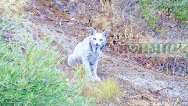 ‘বনের সাদা ভূত’ 