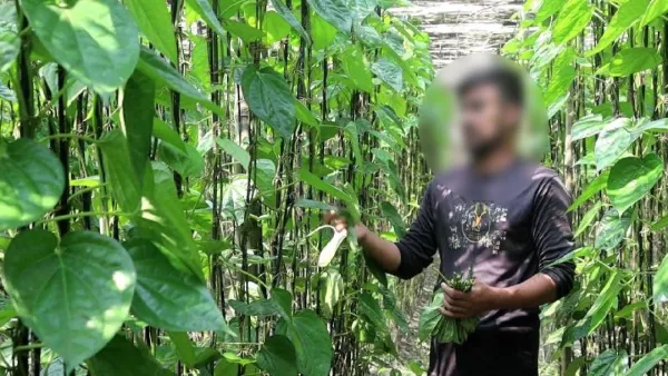 বাণিজ্যিকভাবে মিঠা পান চাষ হচ্ছে নওগাঁয়