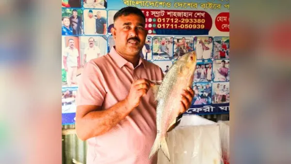 পদ্মার এক ইলিশের দাম ৮ হাজার টাকা