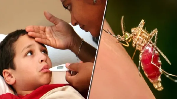 শিশুর ডেঙ্গুজ্বর হলে যা করতে হবে