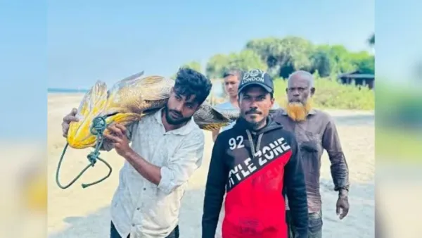 সেন্টমার্টিনে ধরা পড়ল ৩২ কেজির পোপা মাছ, দাম ৬ লাখ