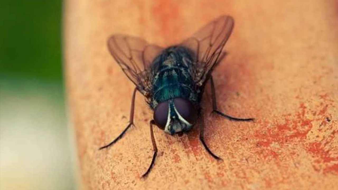 রোগীর পেটে জীবন্ত মাছি!