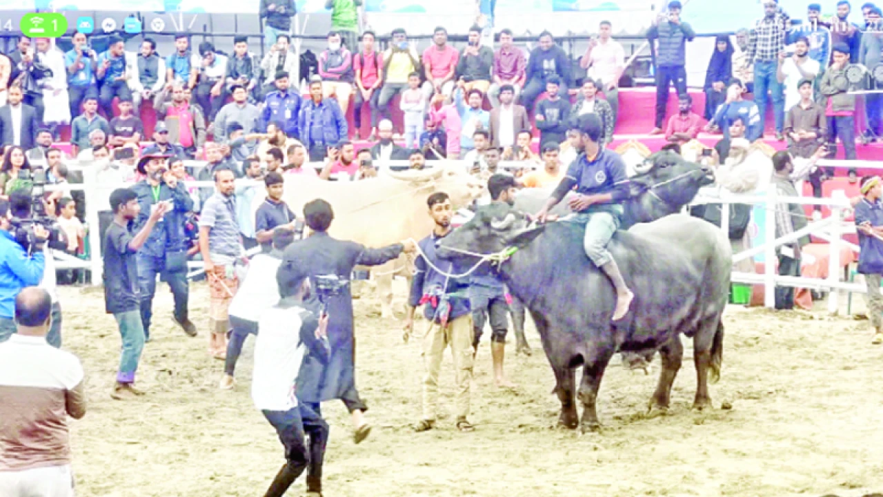 গরুর র‍্যাম্প শো