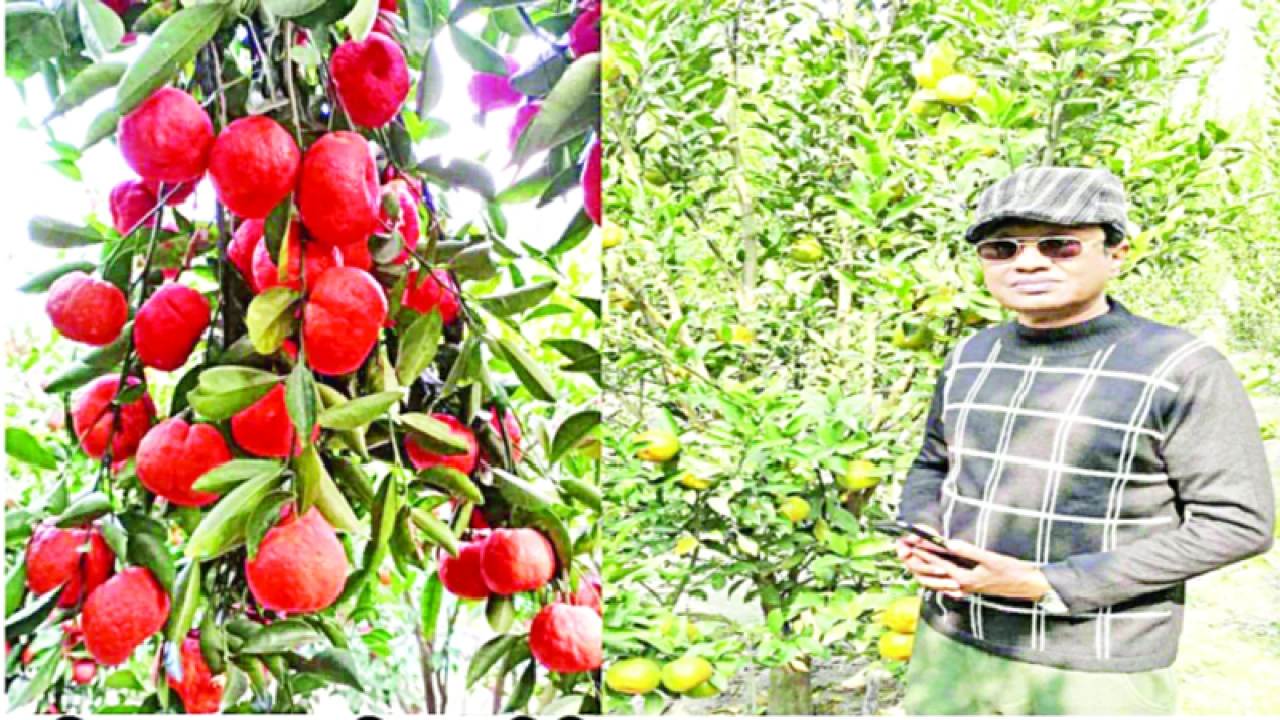 ভুরুঙ্গামারীতে দার্জিলিং কমলা চাষে আগ্রহ বাড়ছে