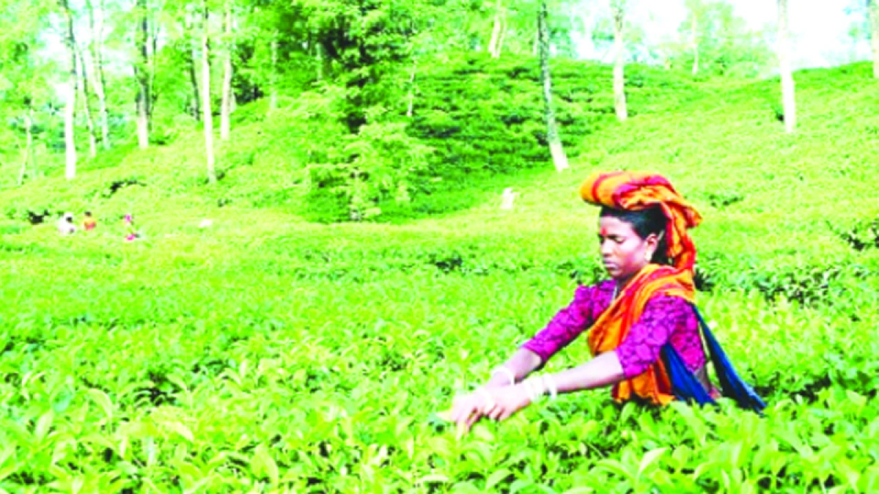 আন্তর্জাতিক চা দিবস আজ