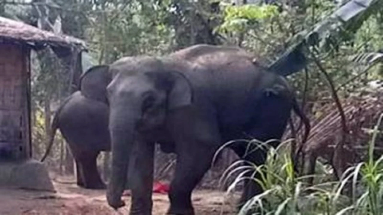 চকরিয়ায় বন্য হাতির আক্রমণে বৃদ্ধের মৃত্যু