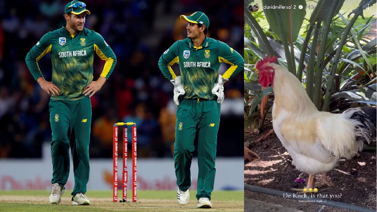 মোরগের ছবি দিয়ে মিলার, ‘ডি কক এটা কি তুমি?’