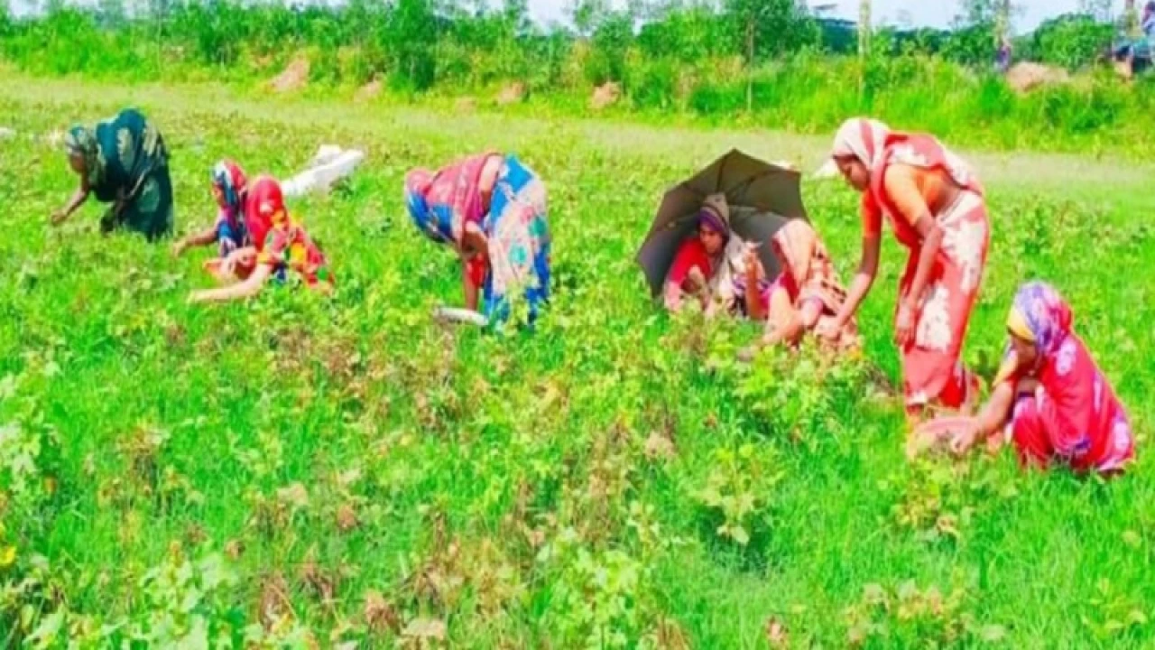 পরিবারের পুরুষ সদস্যদের পছন্দে ভোট দেন অধিকাংশ নারী