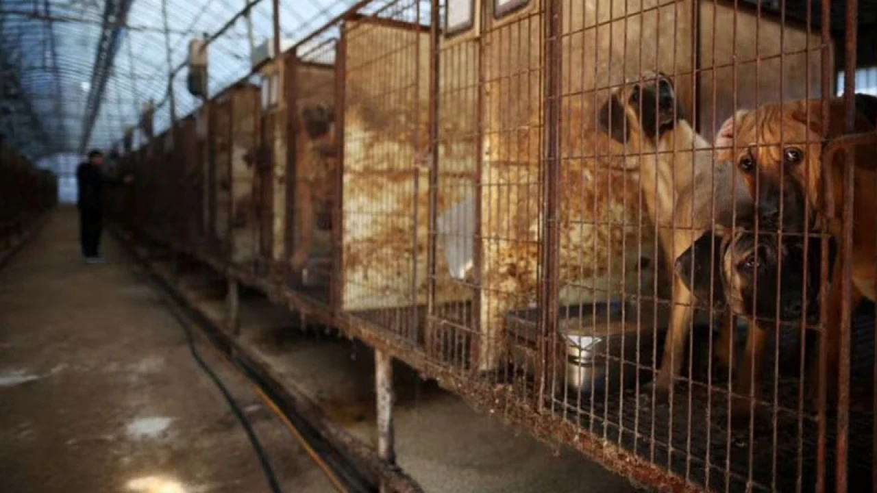 দক্ষিণ কোরিয়ায় কুকুরের মাংস বিক্রি নিষিদ্ধ ঘোষণা