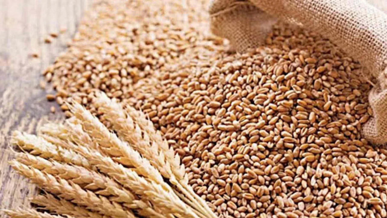 বাংলাদেশে গম রপ্তানি করতে চায় রাশিয়া