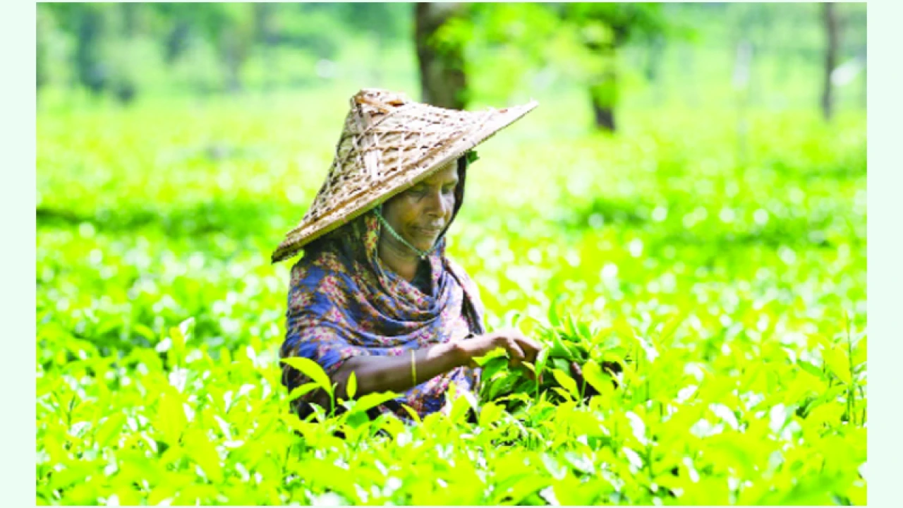 ১৭০ বছরের ইতিহাসে চা উৎপাদনে রেকর্ড