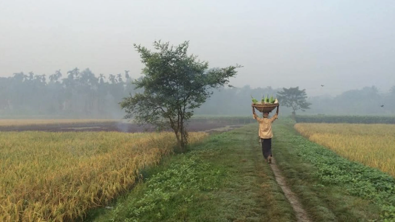 বইছে মৃদু শৈত্যপ্রবাহ, আসছে বৃষ্টি