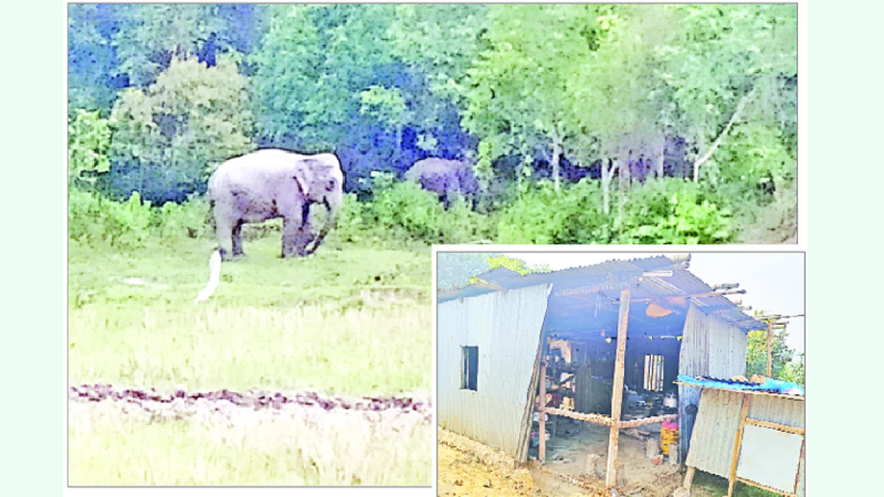 খাবারের সন্ধানে খ্রিস্টান মিশনে বন্যহাতির তাণ্ডব