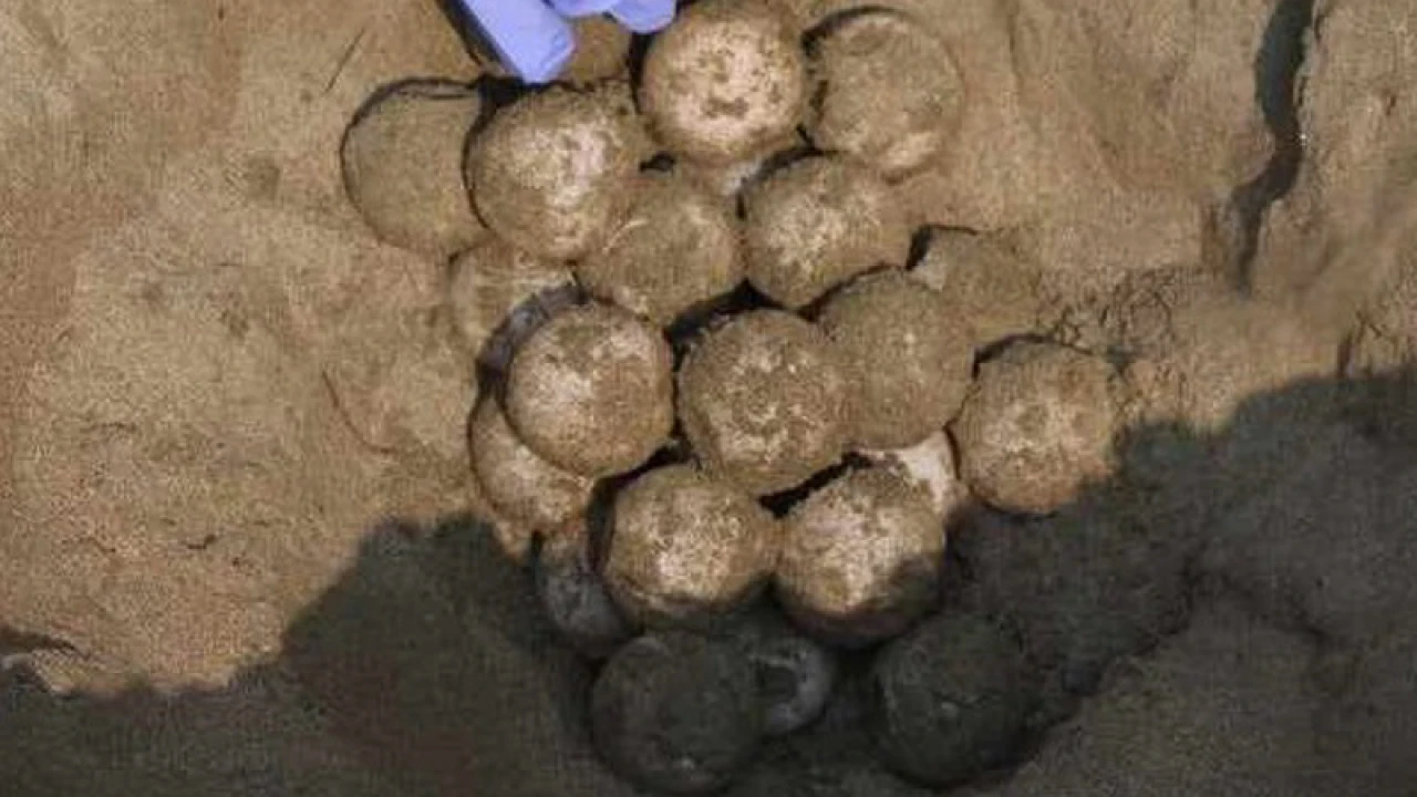 সমুদ্র সৈকতে পাওয়া গেল কচ্ছপের ১৩২টি ডিম