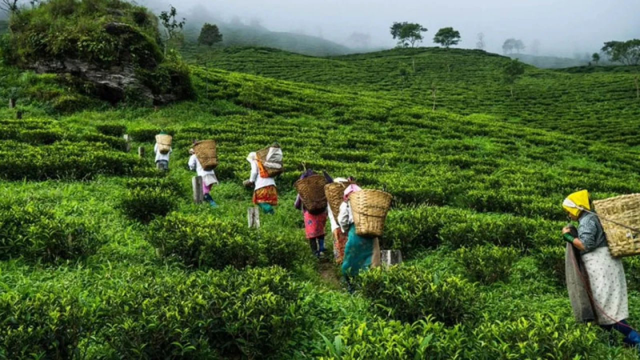 হতাশ সিলেটের বাগান মালিকরা