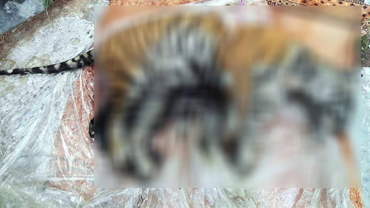 খালে ভাসছিল বাঘের মরদেহ