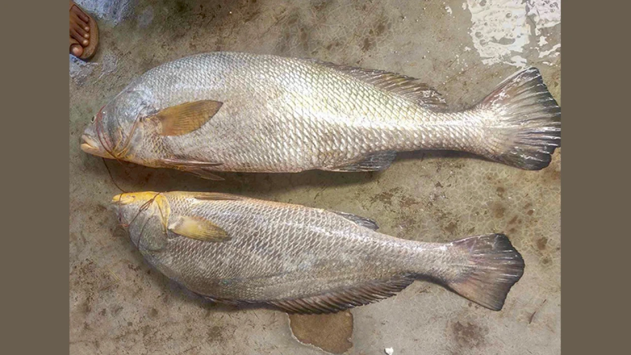 দুটি মাছের দাম ১ লাখ ২৪ হাজার