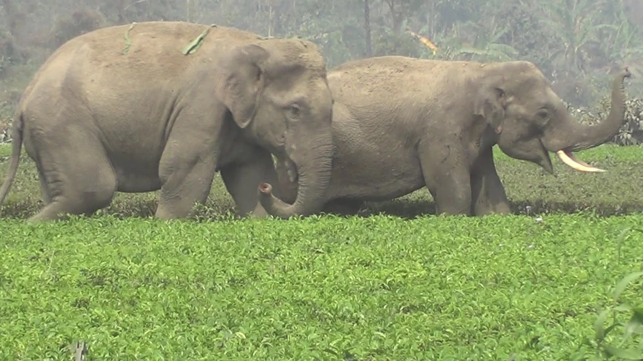 বাংলাদেশে ঢুকে পড়ল ভারতীয় ২ বন্য হাতি