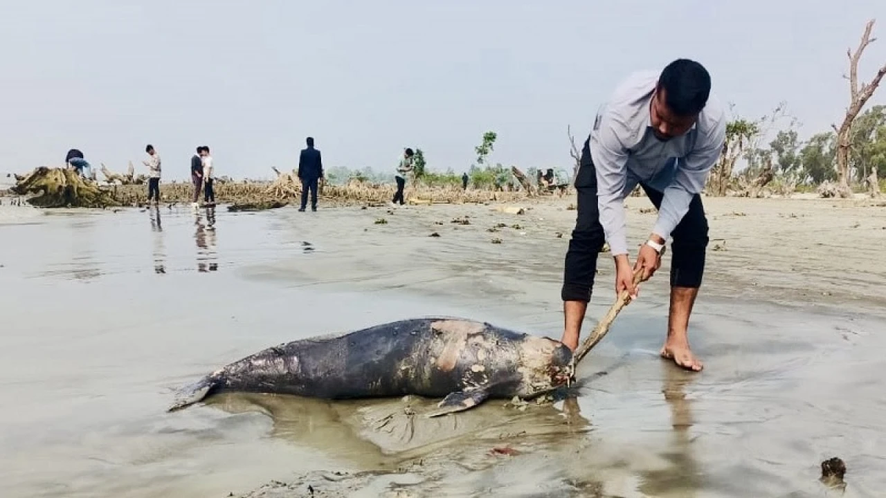 সৈকতে ভেসে এলো মৃত ইরাবতী ডলফিন