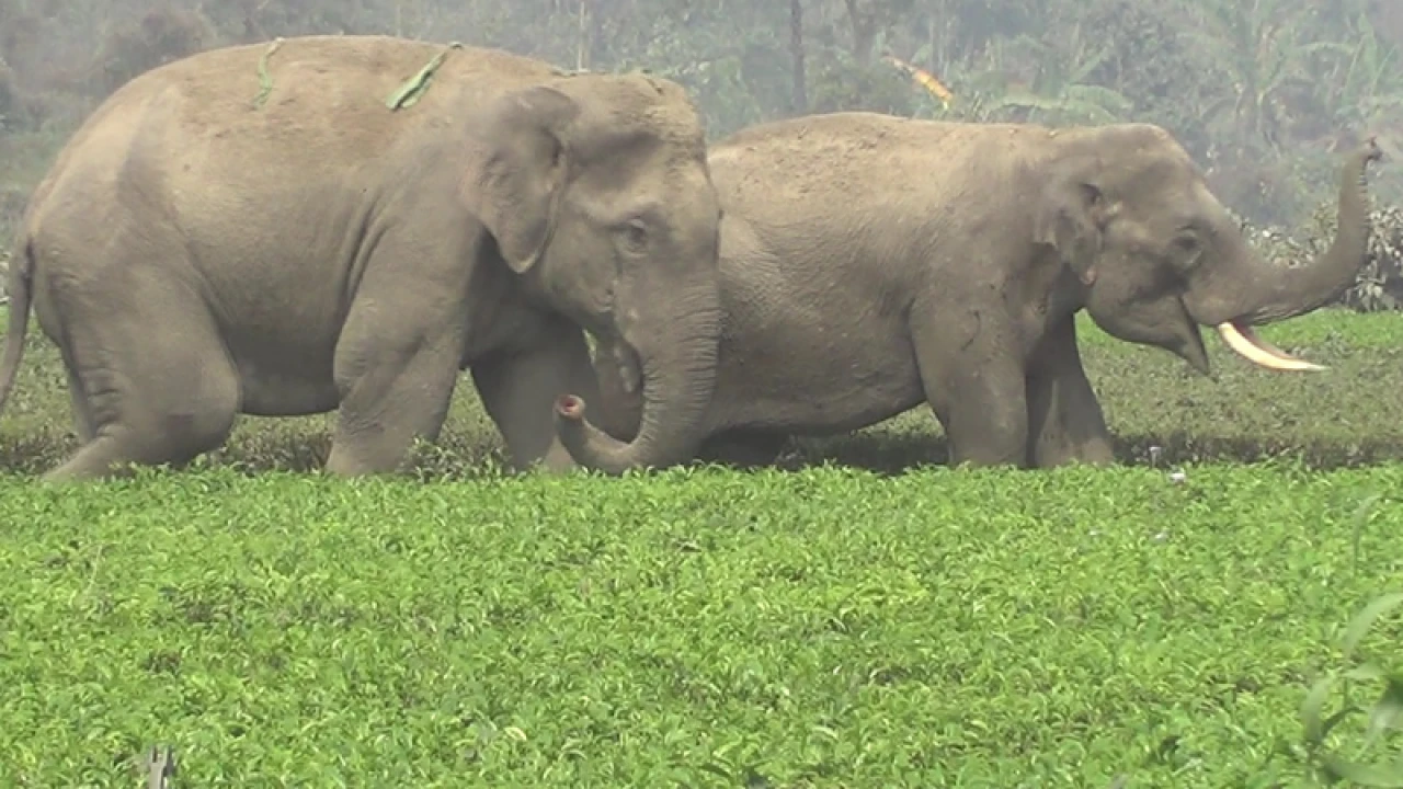 অবশেষে ভারতে ফিরে গেল সেই দুই বন্য হাতি